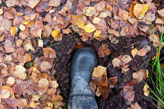Close-up of a rubber boot sinking into soft dark peat soil covered with vibrant autumn birch leaves on a boggy wetland surface during a hike in the woods