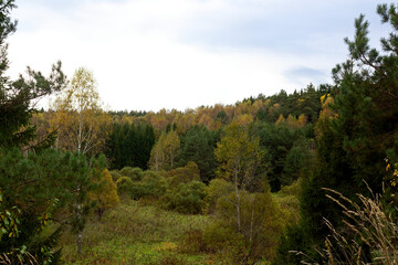 Autumn woodland framing a lush grassy glade beneath overcast skies, vibrant foliage bursting with seasonal colors creating a stunning rustic nature landscape © PhotoChur