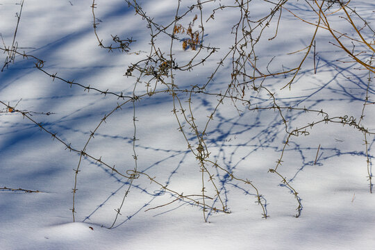 Rusty barbed wire tangles sprawl over crisp winter snow, casting sharp shadows on the frozen ground during a cold February hike