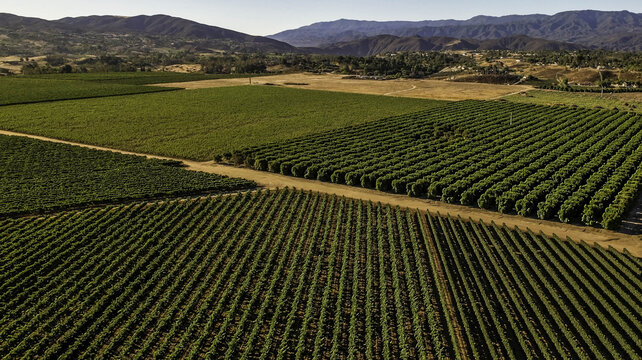 Aerial view of vineyard rows and agricultural fields with dry hills and mountains in the background in Temecula, California, United States.