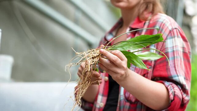 Professional woman botanist in greenhouse trimming excess roots from plant before repotting process, focused female caretaker preparing flower plant for potting into new soil, routine greenhouse tasks