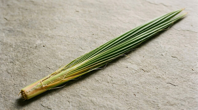 Sukkot Holiday Collection of Traditional Jewish Symbols and Natural Elements