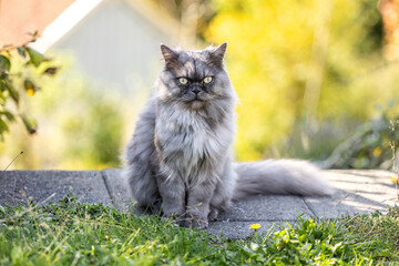 Purebred blue seal Ragdoll tomcat with long fluffy fur sitting outdoors in a garden and looking directly at the camera. © Annabell Gsödl