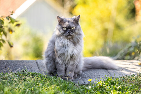 Purebred blue seal Ragdoll tomcat with long fluffy fur sitting outdoors in a garden and looking directly at the camera.