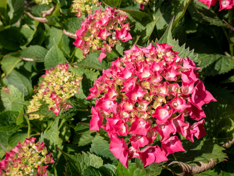 Macro view of a cluster of beautiful fuchsia-colored hydrangea flowers amidst green leaves, with most of the blossoms yet to open.
