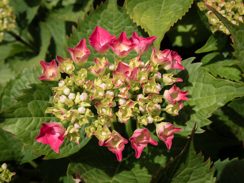 A close-up view of beautiful fuchsia-colored hydrangea flowers, clustered in bunches and surrounded by large green leaves, alongside closed blossoms that are beginning to open