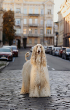 Afghan hound light brown dog with long wool