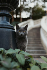 Grey cat with yellow eyes outdoor  © Марина Колобанова
