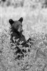 Curious Black Bear Cub Sitting in Meadow Surrounded by Wild Plants and Tall Grass © dfriend150