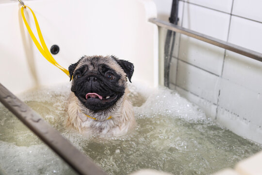 Dog grooming. Pug taking an ozone bath. Ozone therapy for dogs. Washing pug in bathtub. Pet grooming salon. Beige pug