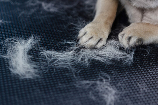 Dog paws on grooming table. Shedded fur clumps around. Pet hair loss, care routine. Dog paws and combed hair on grooming table