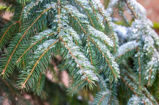 Ice-covered spruce branches in winter, frozen evergreen needles with transparent glaze frost and soft natural bokeh background