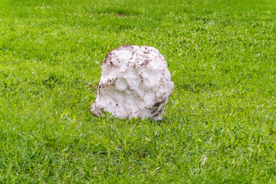Melting snow on fresh green grass, showing early spring seasonal transition. Cold snap, change in weather, green grass covered with snow, snowfall in spring or the first snow in autumn