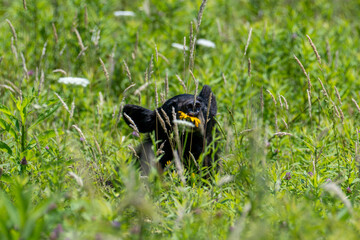 Black Bear Cub Hiding in Tall Meadow Grass Holding a Yellow Wildflower on a Summer Day © dfriend150