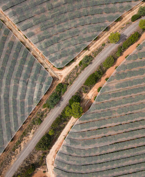 Aerial view of advanced crop-protection netting shielding citrus orchards from hail and sun in rural areas, the reflective canopy stretching across terraced hillsides, Spain.