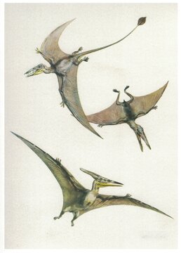 Rhamphorhynchus, Pterodactylus and Pteranodon. Vintage scientific illustration of three flying pterosaurs soaring through the ancient sky. Detailed artistic depiction of prehistoric winged reptiles in
