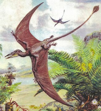 Rhamphorhynchus  longicaudus. Vintage illustration of a Rhamphorhynchus pterosaur flying over a prehistoric jungle landscape. An artistic depiction of a long-tailed pterosaur soaring above lush green