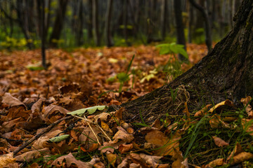 Dry fallen oak leaves covering the forest floor at the base of a tree trunk © Rodion