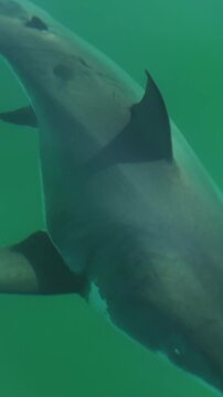 Vertical overhead view of shark swimming in clear green sea water