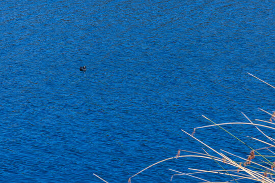 A small water bird swimming in deep blue lake water with dry reeds and rushes in foreground