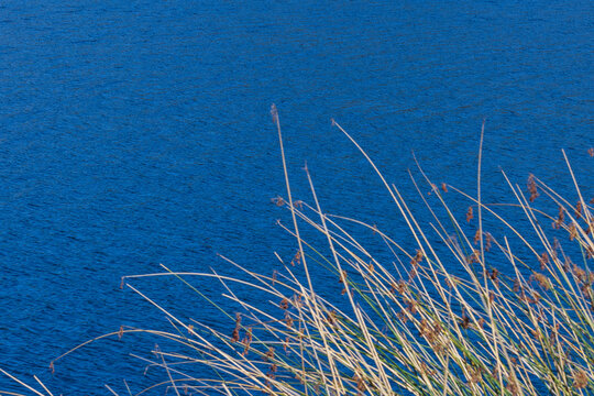 A small water bird swimming in deep blue lake water with dry reeds and rushes in foreground