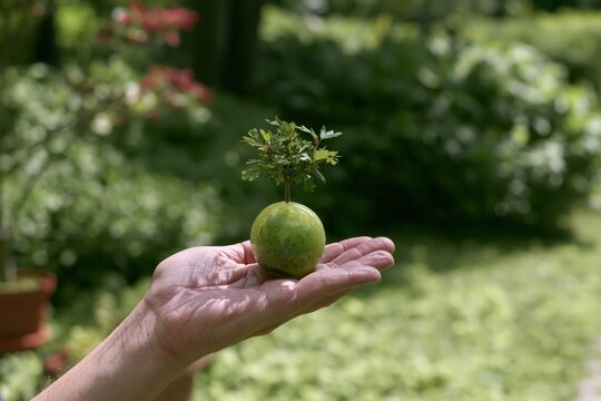 Hand holding a small tree growing from a green sphere