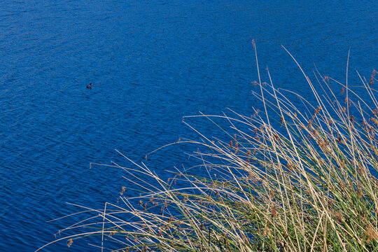 A small water bird swimming in deep blue lake water with dry reeds and rushes in foreground