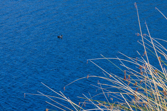 A small water bird swimming in deep blue lake water with dry reeds and rushes in foreground