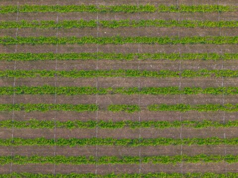 Aerial view of lush green vineyard rows with irrigation lines stretching across the fertile soil in Bonnievale, Western Cape, South Africa.