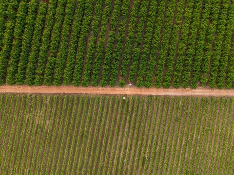Aerial view of lush green vineyard rows separated by a dirt road in the agricultural landscape of Bonnievale, Western Cape, South Africa.