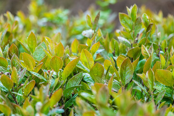 Green leaves with water drops after rain © Dmitrii Potashkin