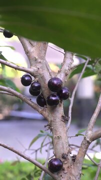 Vertical panning shot of dark purple jabuticaba fruits growing on tree trunk