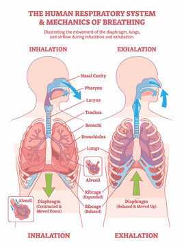 Human respiratory system and mechanics of breathing illustration, showing inhalation and exhalation processes