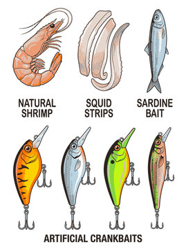 Assortment of fishing bait, including shrimp, squid, sardine, and artificial crankbait lures