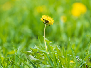 Field of yellow dandelions. Taraxacum officinale, the common dandelion © Dmitrii Potashkin