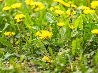 Field of yellow dandelions. Taraxacum officinale, the common dandelion © Dmitrii Potashkin