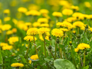 Field of yellow dandelions. Taraxacum officinale, the common dandelion © Dmitrii Potashkin