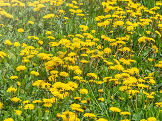 Field of yellow dandelions. Taraxacum officinale, the common dandelion © Dmitrii Potashkin