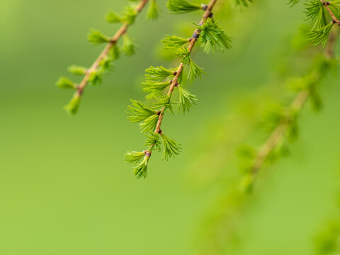 Young branches of larch. Closeup of green larch young needles.