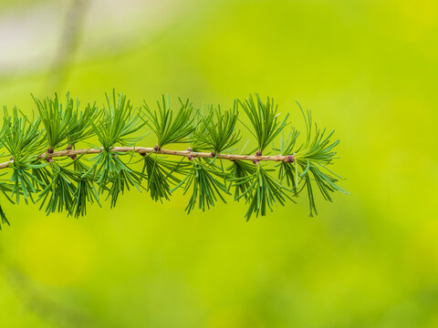 Young branches of larch. Closeup of green larch young needles.