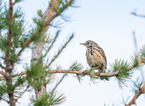Meadow pipit sitting in a tree
