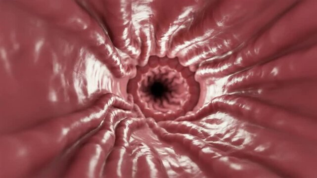 3D animation of endoscopic fly-through inside human intestine, intestinal tract, digestive system and mucosa anatomy