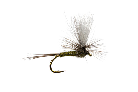 Detailed green and brown artificial dry fly fishing lure with a golden hook, captured on a clean white background