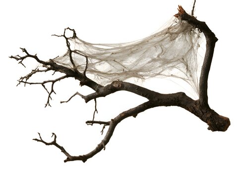 Dead tree branch covered in a large, dusty spider web against a white background