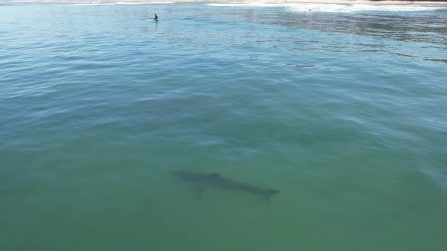 Faint Shark in Turquoise Water Seen From Above