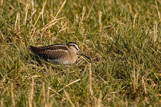 Greater painted-snipe bird rests on green grass ground. Wild avian animal with long beak, patterned feathers sits in wetland field. Natural wildlife habitat shows colorful plumage of snipe in meadow
