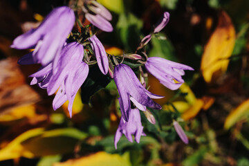 Purple bellflower blossoms in sunlight. Delicate violet petals and green stems. Autumn garden background. Small woodland flowers. Soft blurred seasonal foliage. Close up floral nature detail. © Paweł Michałowski