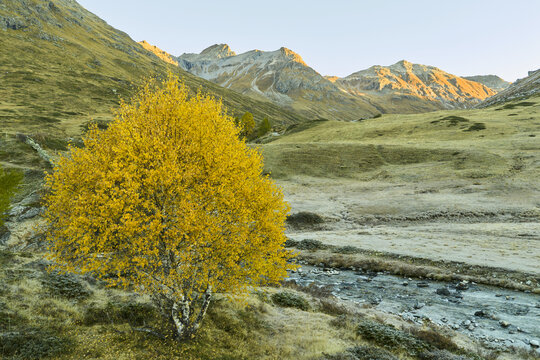 Aerial view of a vibrant yellow autumn tree standing by a mountain stream in the Engadin valley with grassy slopes and peaks under a clear sky in Grisons, Switzerland.