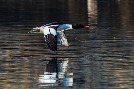 Common Merganser flying overthe Boise River Idaho