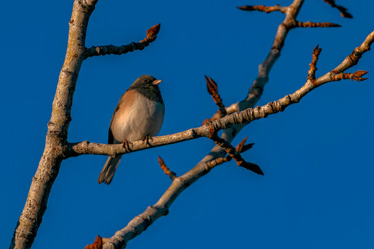 Dark-eyed Junco in morning sunlight in Idaho